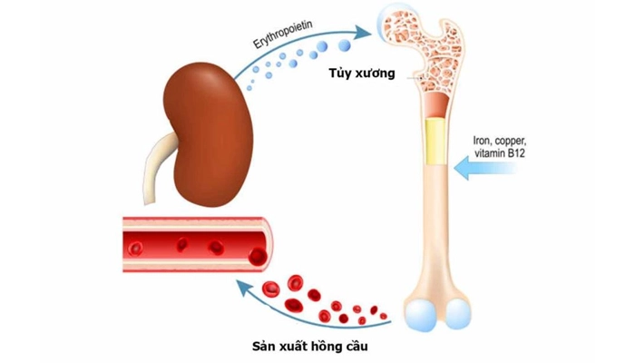 Erythropoietin là hormone kích thích sản sinh hồng cầu