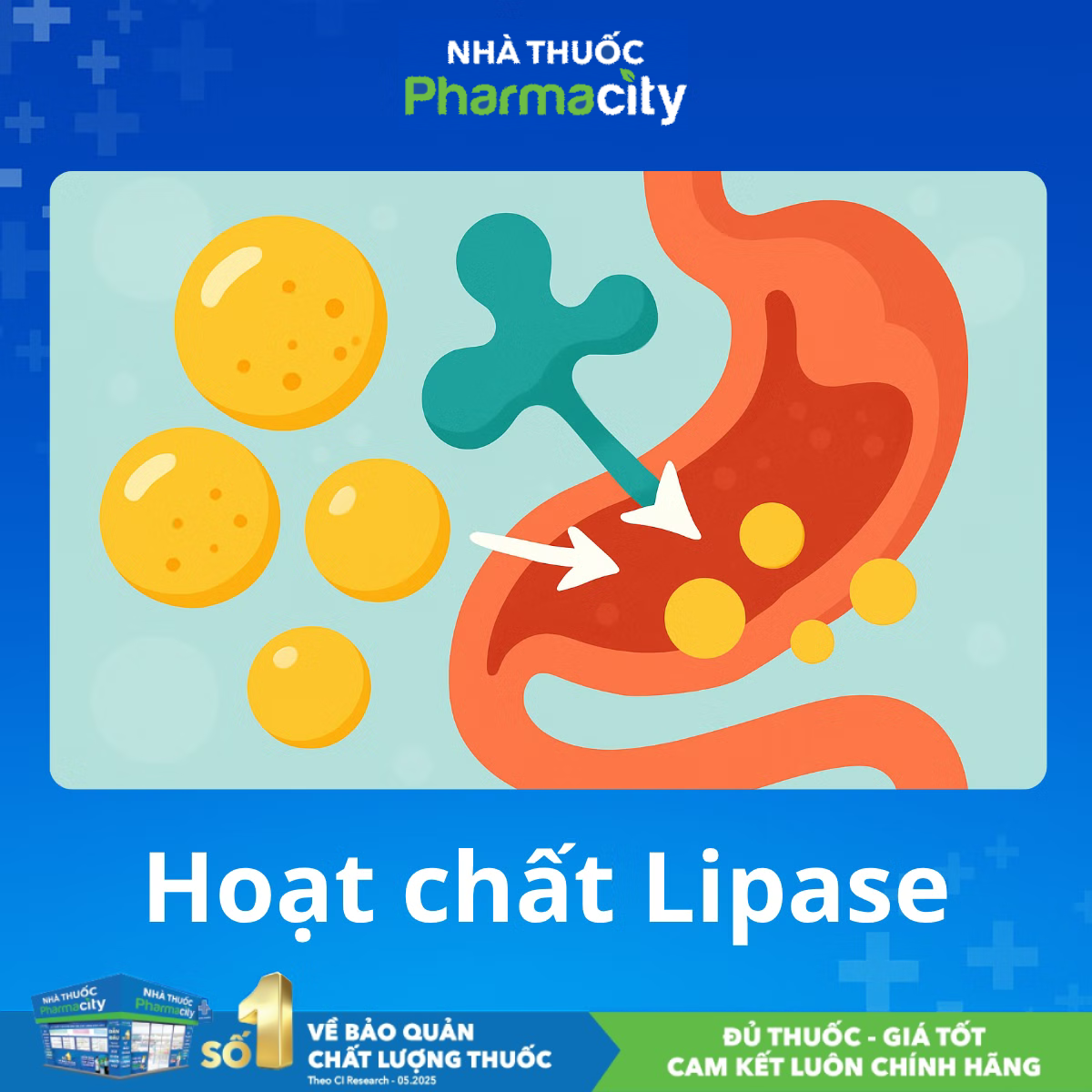 Hoạt động của enzyme lipase
