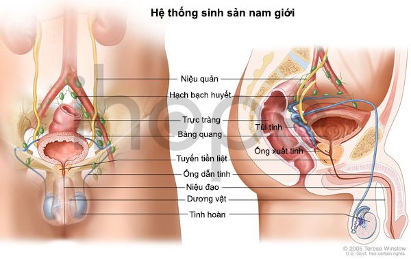 Hệ sinh sản nam giới
