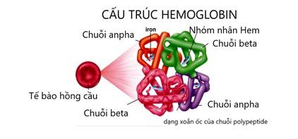 Bệnh Hemoglobin H (HbH): Nguyên nhân, Triệu chứng, Chẩn đoán và Hướng Điều Trị Mới Nhất 7 Hình ảnh minh họa bệnh Hemoglobin H
