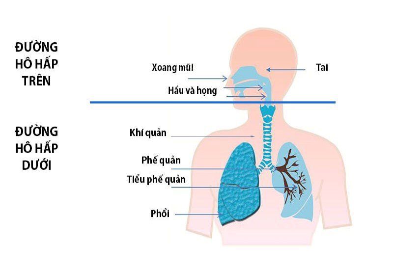 phân độ hẹp khí quản