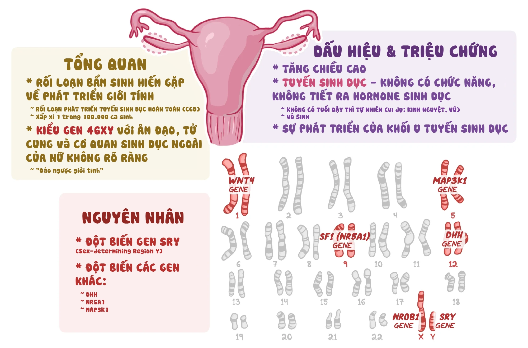 Hình ảnh hội chứng Swyer trên X-quang