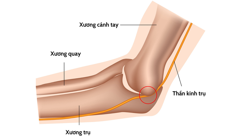 giải phẫu xương trụ và thần kinh trụ