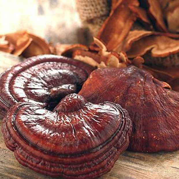Cách sử dụng Linh Chi hiệu quả