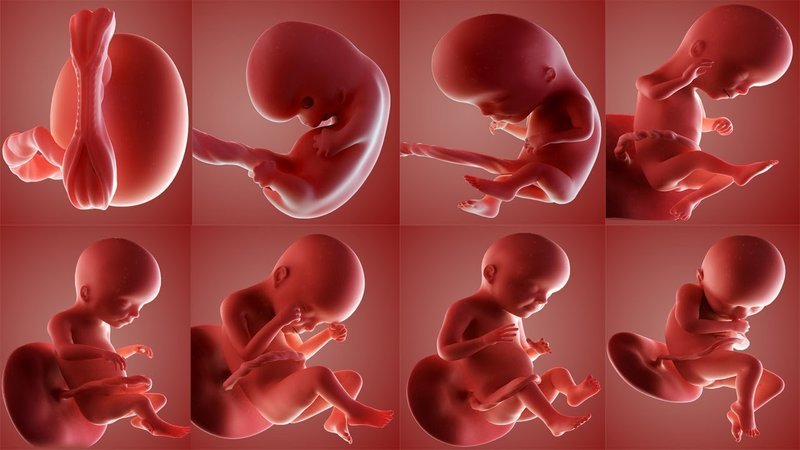 Phôi thai phát triển như thế nào? Hành trình từ thụ tinh đến làm tổ 2 image 102