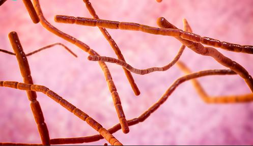Bệnh do Nocardia: Tất Cả Những Gì Bạn Cần Biết Từ A Đến Z 2 image 180