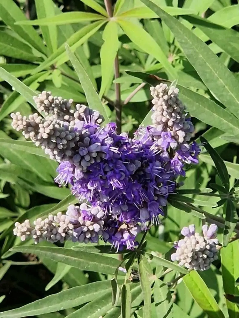 Chiết Xuất Cây Trinh Nữ (Agnus Castus): Điều Hòa Kinh Nguyệt Tự Nhiên 2 image 240