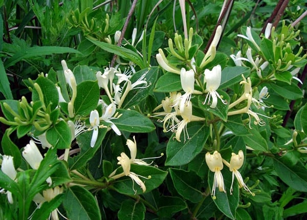 công dụng của kim ngân hoa