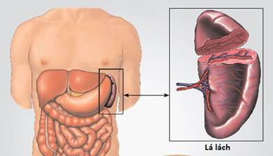 Biến chứng nguy hiểm của lách to