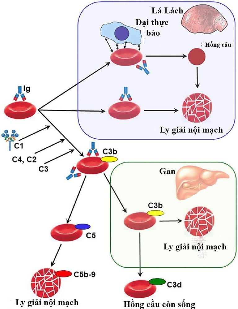 Cơ chế tan máu tự miễn