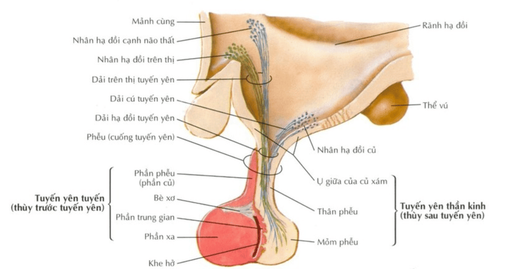 Sơ đồ trục dưới đồi - tuyến yên - sinh dục