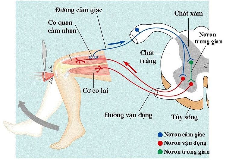 Cách kiểm tra phản xạ gân xương