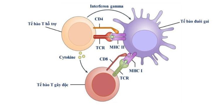 Biến chứng GvHD sau ghép tế bào gốc