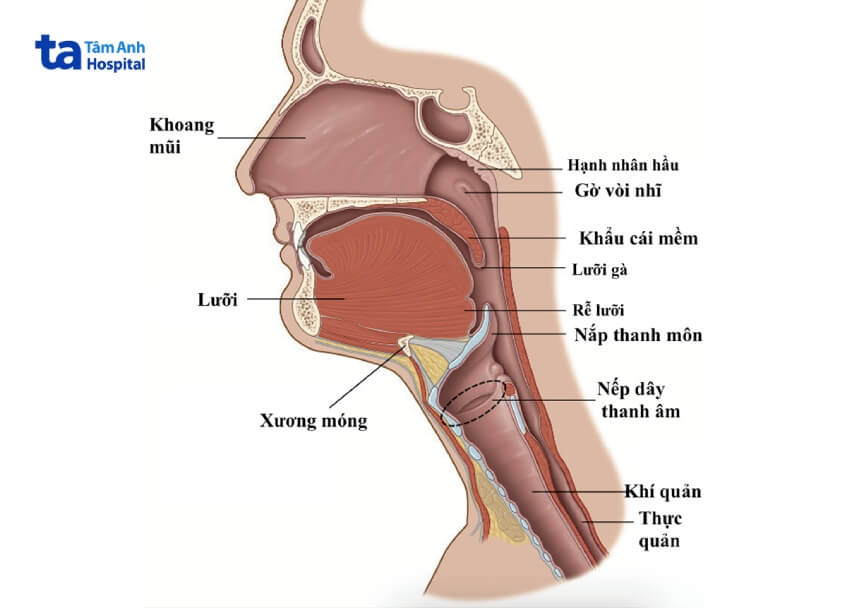 Giải phẫu thanh quản