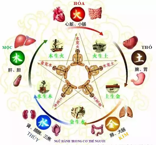 Ngũ Hành trong cơ thể con người