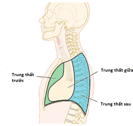 Đối tượng dễ mắc u trung thất