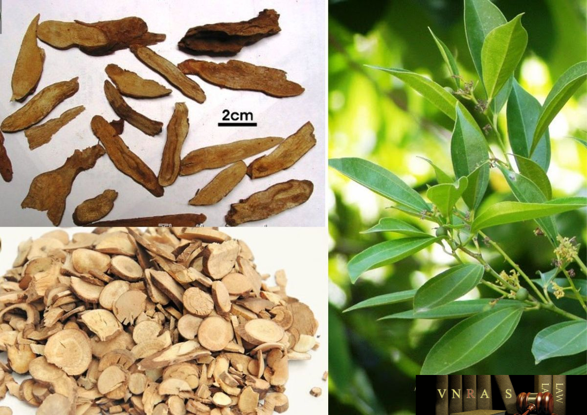 Vị thuốc Ô Dược