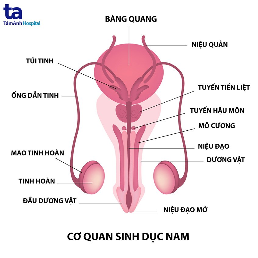 Vi phẫu nối ống dẫn tinh và mào tinh