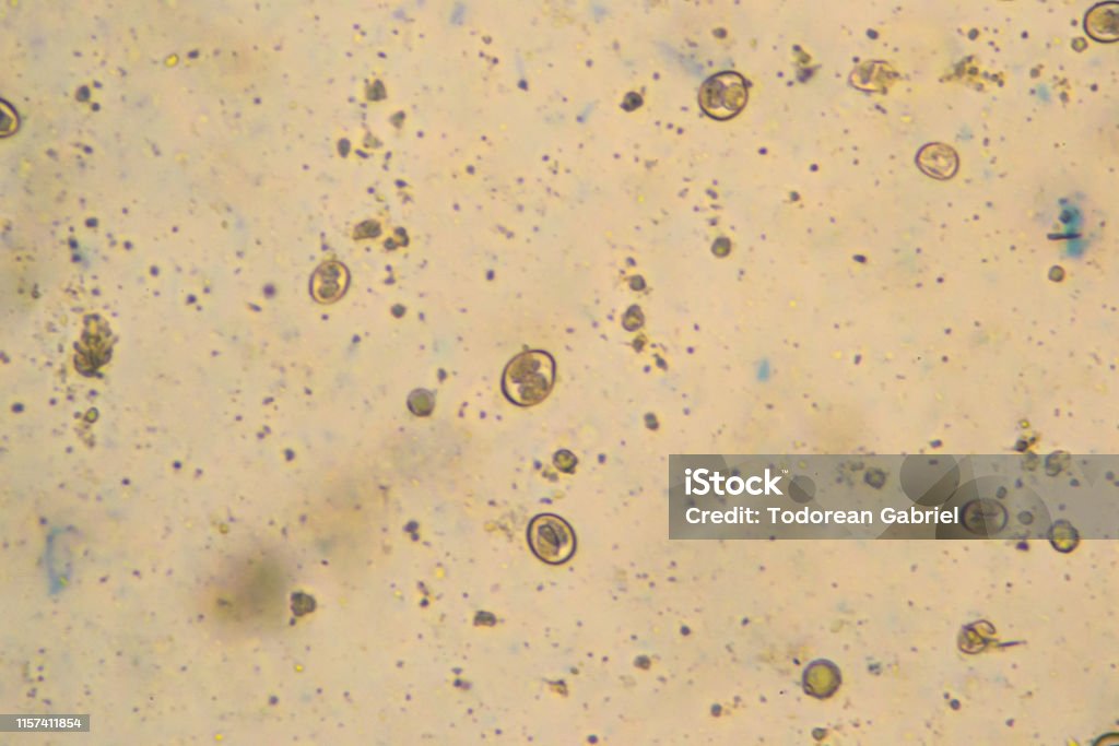 Hình ảnh oocyst Isospora dưới kính hiển vi