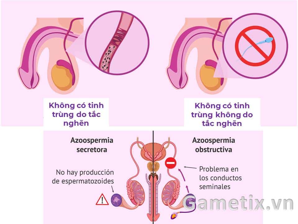 Phân loại không có tinh trùng