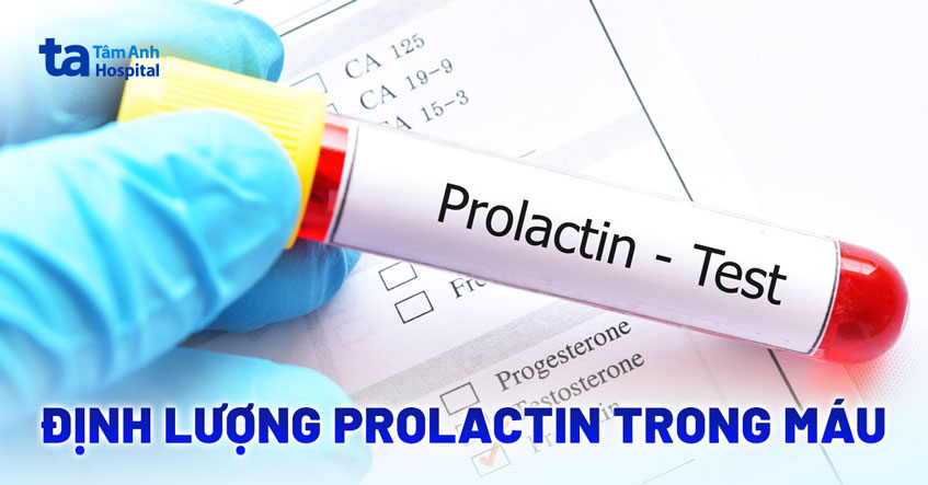 Tăng Prolactin Máu: Triệu Chứng, Nguyên Nhân Và Cách Điều Trị Từ Chuyên Gia 8 Minh họa tuyến yên và vai trò của prolactin