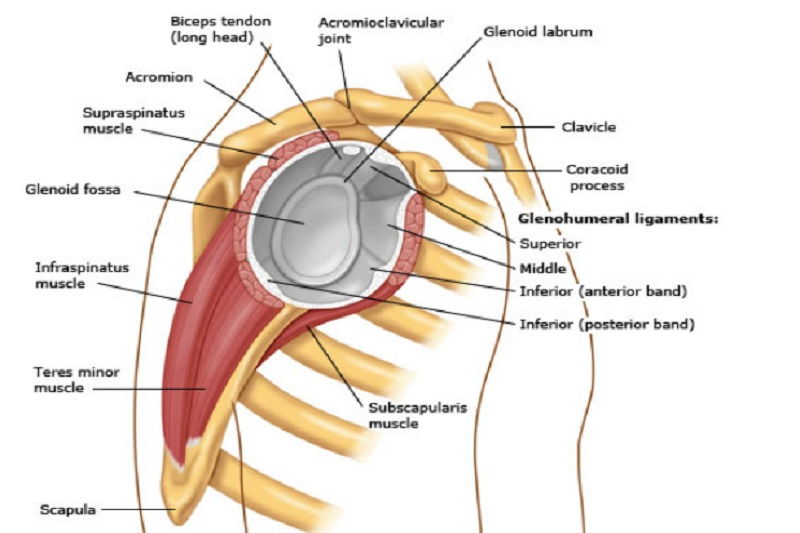 MRI rách sụn viền khớp vai