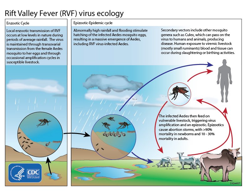 vòng đời virus RVF