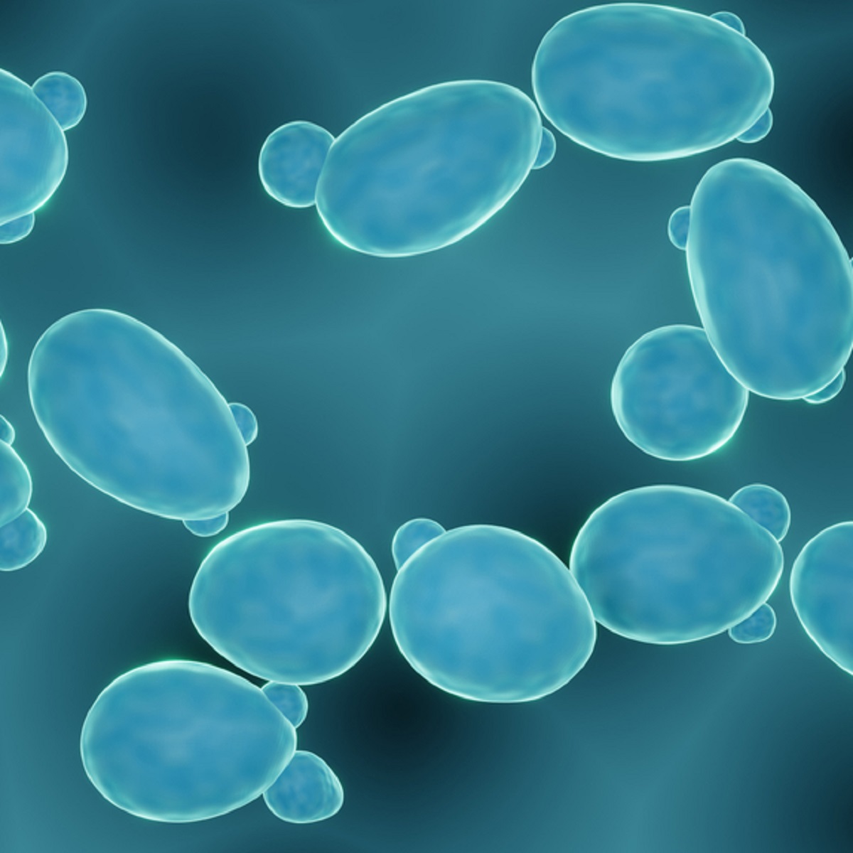 Saccharomyces Boulardii dưới kính hiển vi