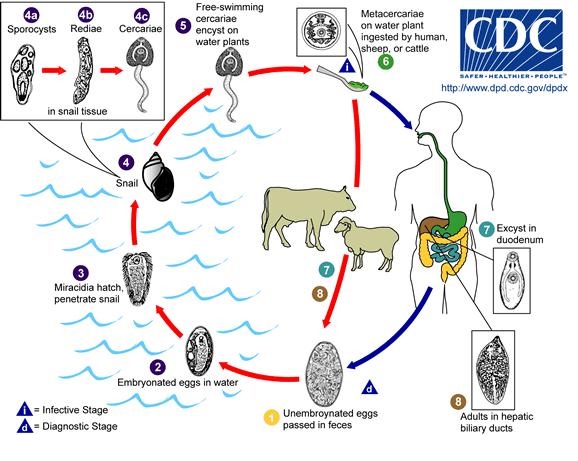 Bệnh sán lá gan lớn (Fascioliasis): Triệu chứng, nguyên nhân và cách điều trị 7 chu trình sán lá gan lớn