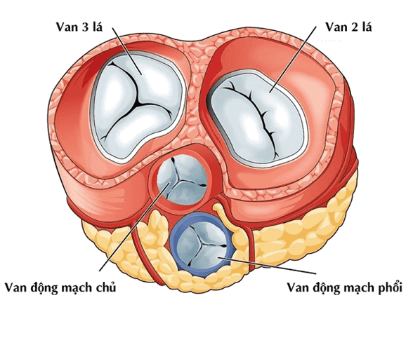 Sa van hai lá: Nguyên nhân, triệu chứng và cách điều trị hiệu quả 8 Triệu chứng sa van hai lá