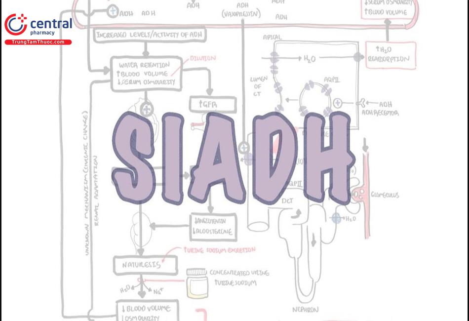 Hội chứng SIADH: Khi hormone chống bài niệu hoạt động sai cách 7 Cơ chế hormone ADH trong hội chứng SIADH