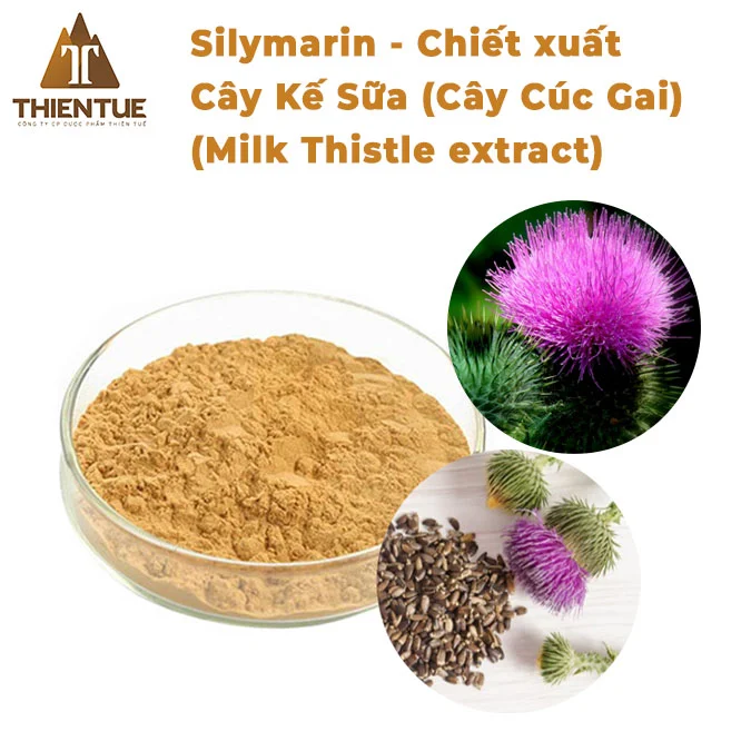 Silymarin từ cây kế sữa
