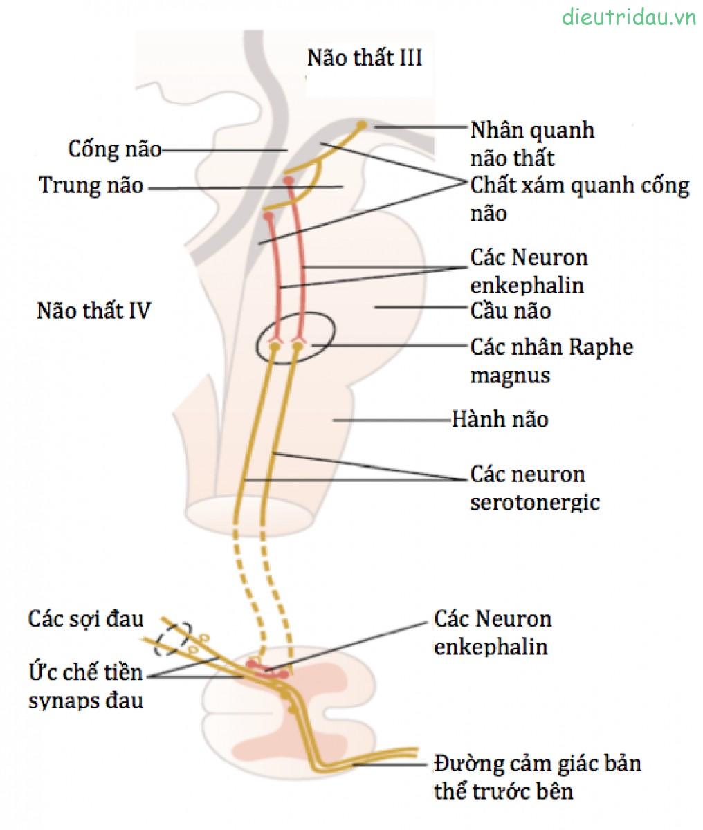 Cảm Giác Đau Bất Thường, Quá Mức (Hyperpathia): Triệu Chứng, Nguyên Nhân và Cách Điều Trị 7 cơ chế đau hyperpathia
