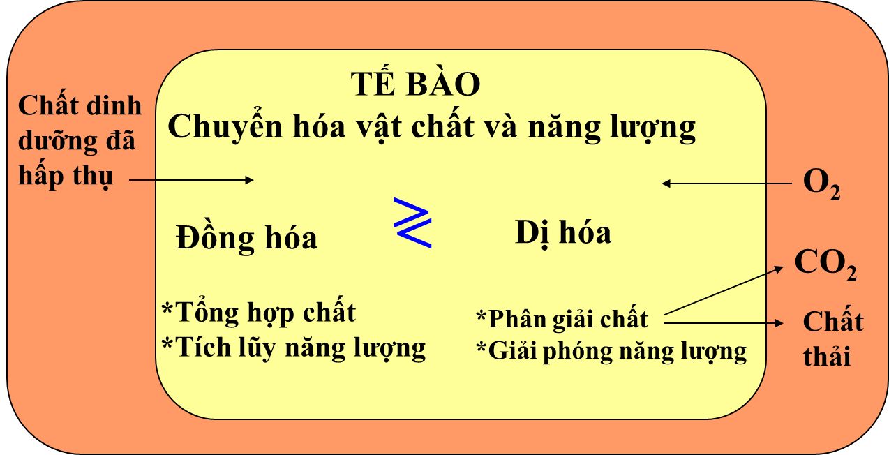 Hoạt Chất Chuyển Hóa Năng Lượng: Nền Tảng Cho Mọi Hoạt Động Sống Của Cơ Thể 8 Sơ đồ chuyển hóa năng lượng