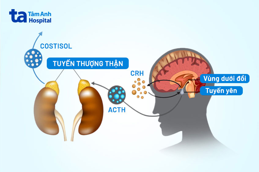 Sơ đồ tuyến thượng thận sản xuất cortisol