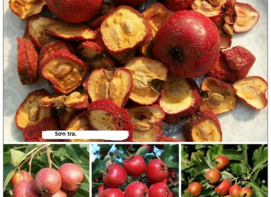 Quả sơn tra tươi