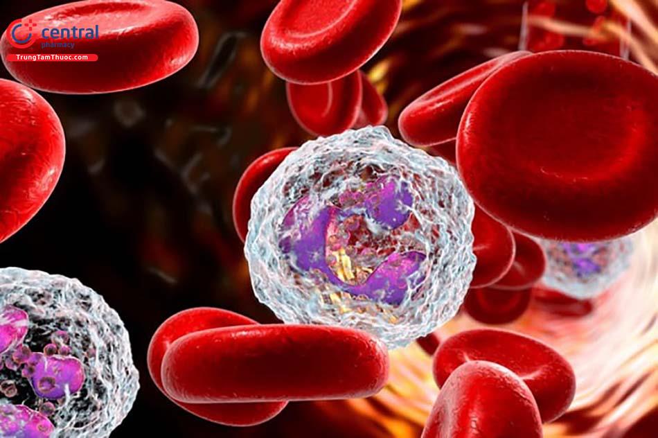 Mất bạch cầu hạt (Agranulocytosis): Hiểu đúng để không mất mạng 8 Giảm bạch cầu trung tính và hệ miễn dịch suy yếu