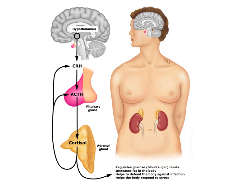 Nguyên nhân suy thượng thận do thuốc corticoid