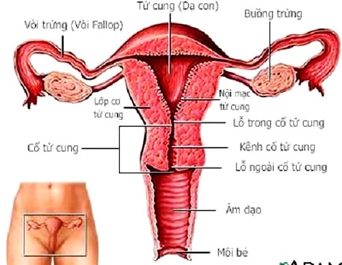 Cấu trúc ống dẫn trứng