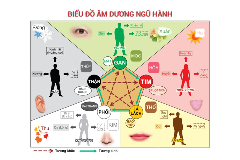 Tạng Can trong cơ thể