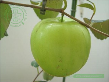 Táo tà khô dùng làm thuốc