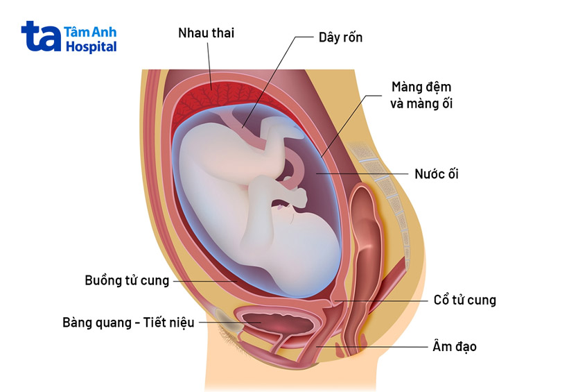 Thai nhi và túi ối trong tử cung