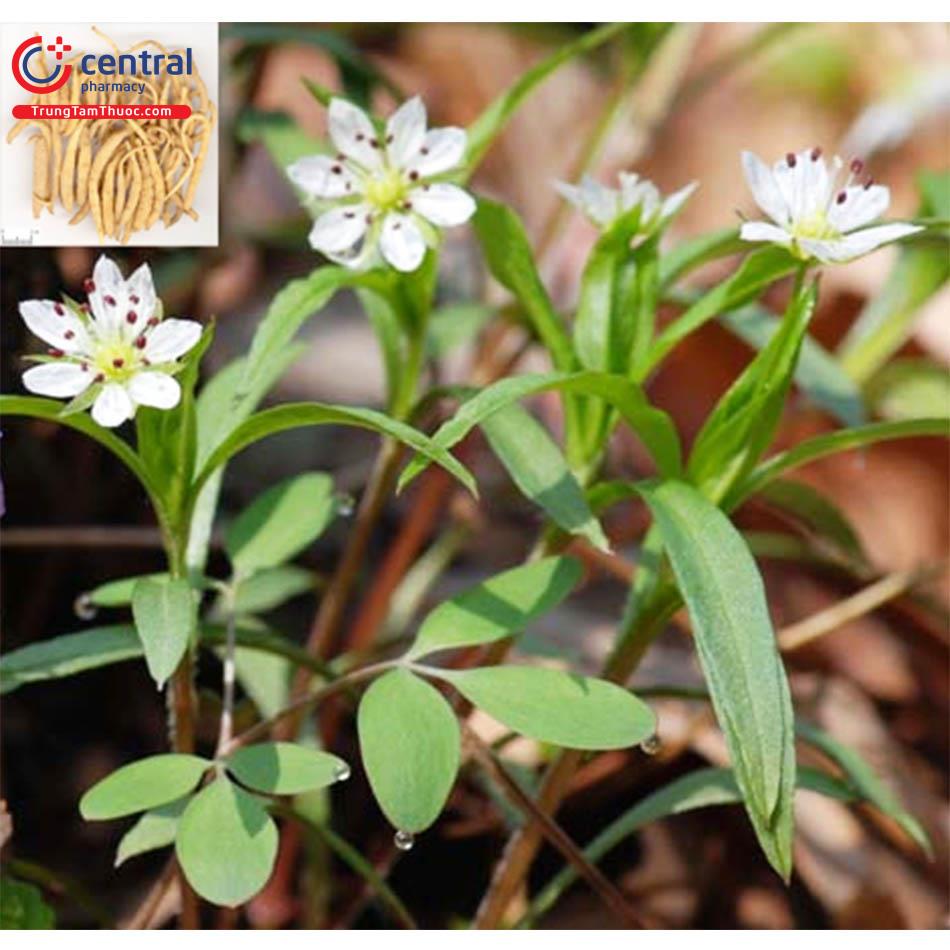 Thái Tử Sâm cao cấp
