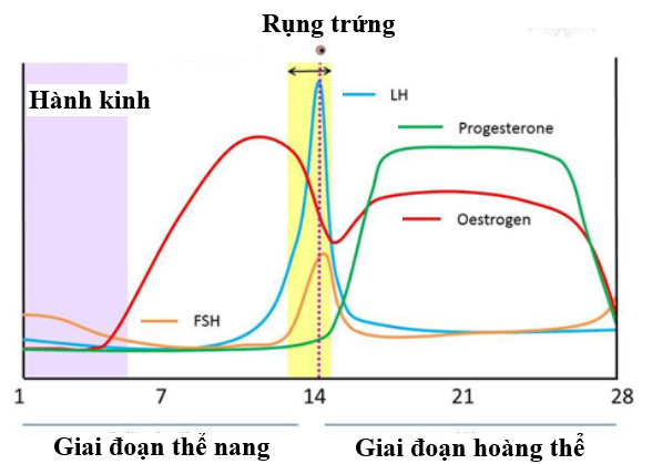 Biến động nồng độ Progesterone trong chu kỳ kinh nguyệt