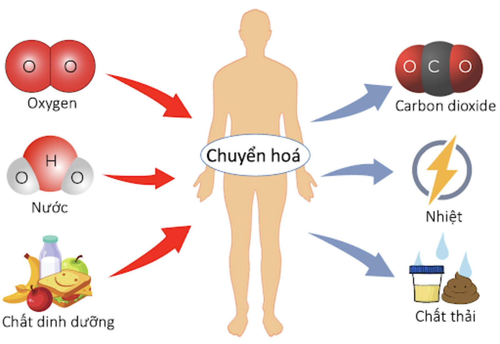 Hoạt Chất Chuyển Hóa Năng Lượng: Nền Tảng Cho Mọi Hoạt Động Sống Của Cơ Thể 7 Chuyển hóa năng lượng là gì