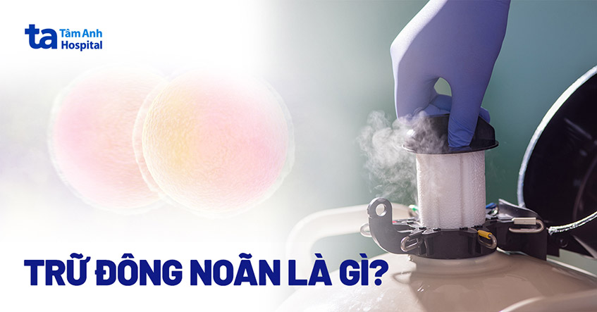 Trữ đông noãn là gì