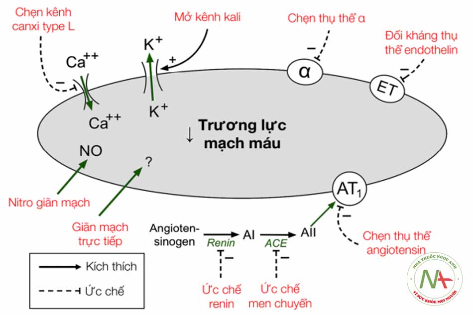 Giãn mạch vành