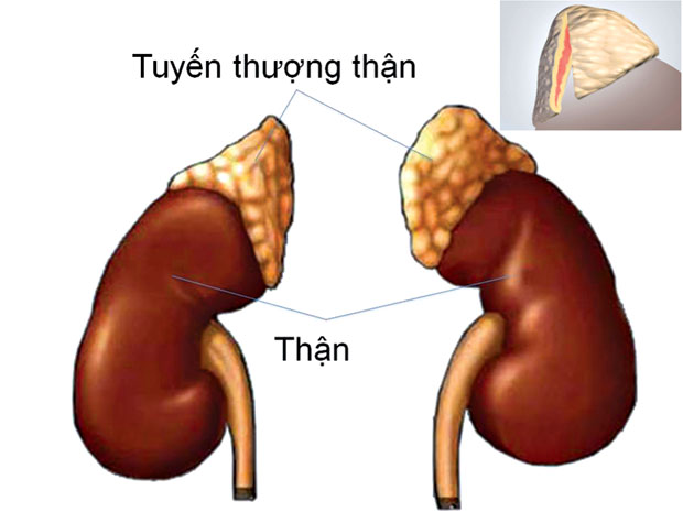 Cấu trúc tuyến thượng thận