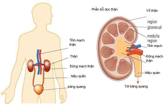 Triệu chứng hội chứng Cushing do ung thư vỏ thượng thận