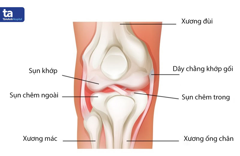 Vai trò của sụn chêm